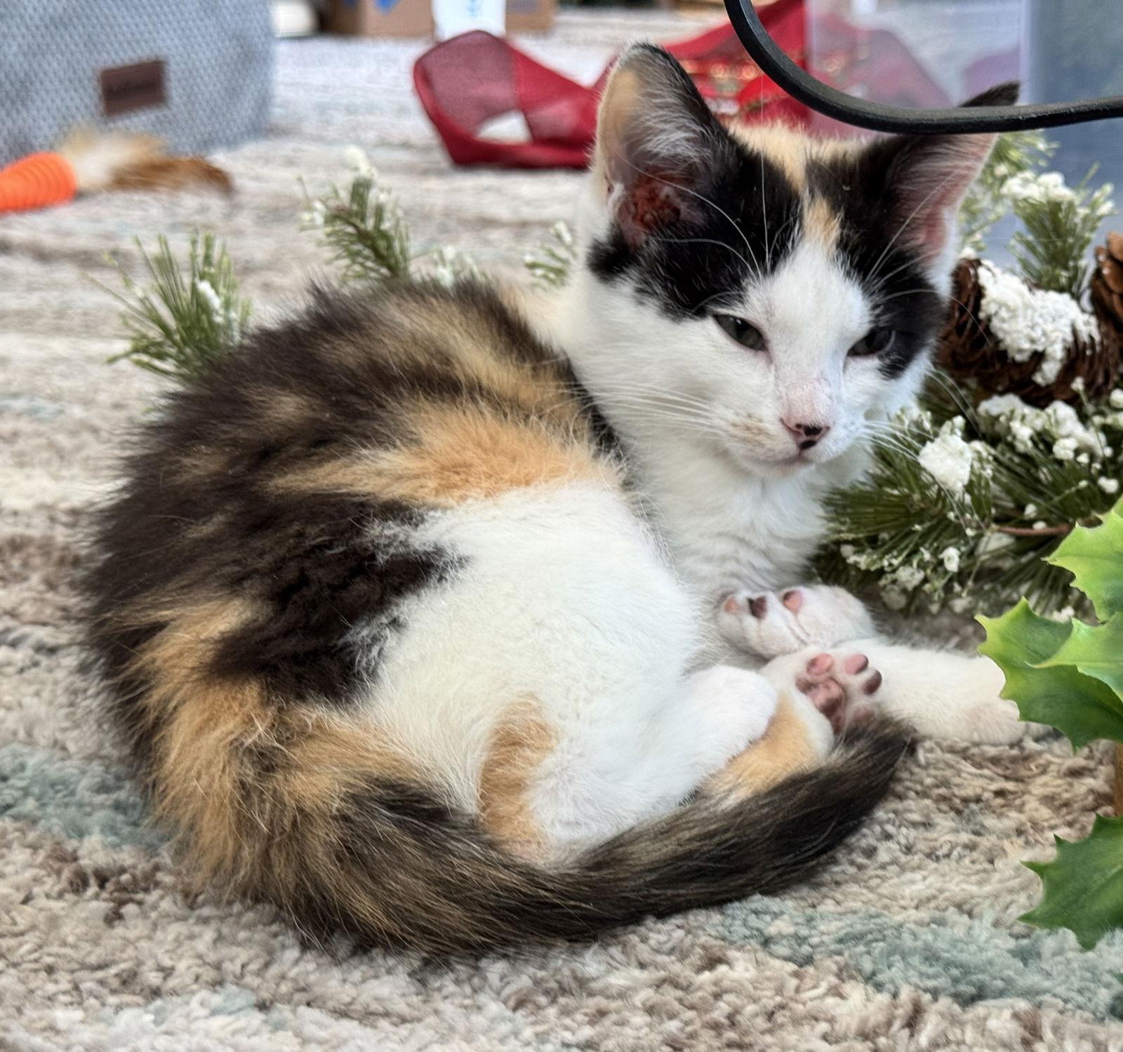 Gypsie Rose thumbnail 3