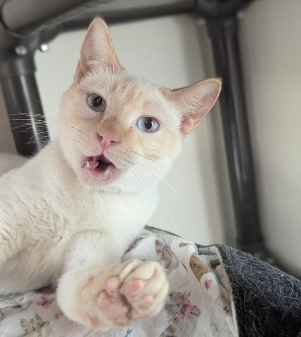 Jewels Sparkle, Adoptable, Adult Female Domestic Short Hair.