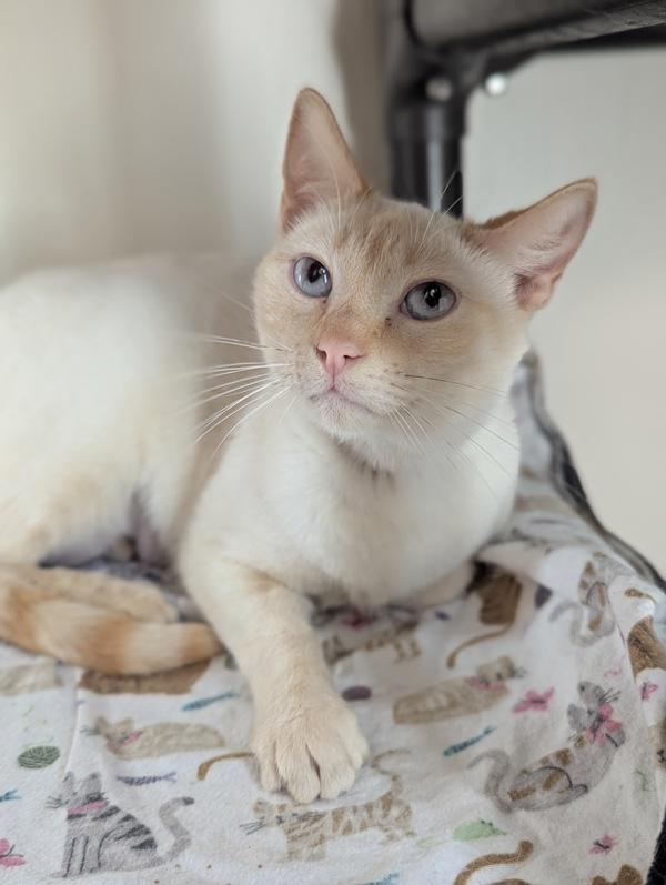 Enlarge Jewels Sparkle, a Adoptable mixed breed in Santa Rosa, CA image 2/2