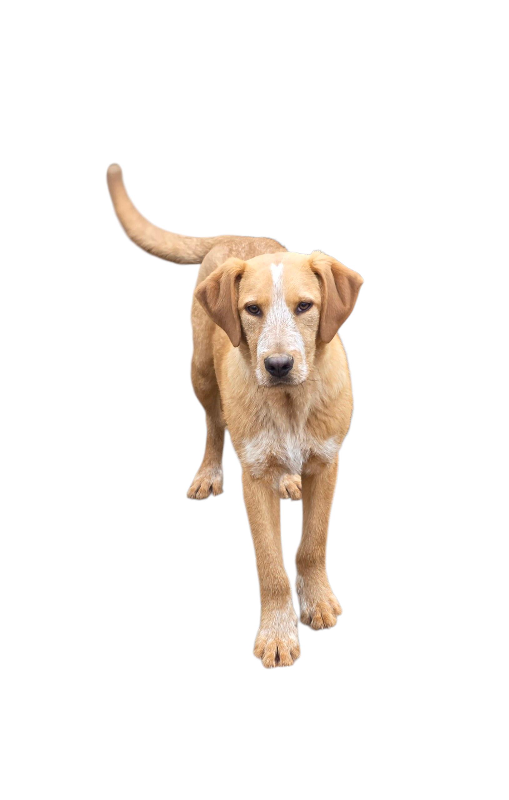 Enlarge Pierre, a ADOPTABLE mixed breed in Dallas, GA image 2/2