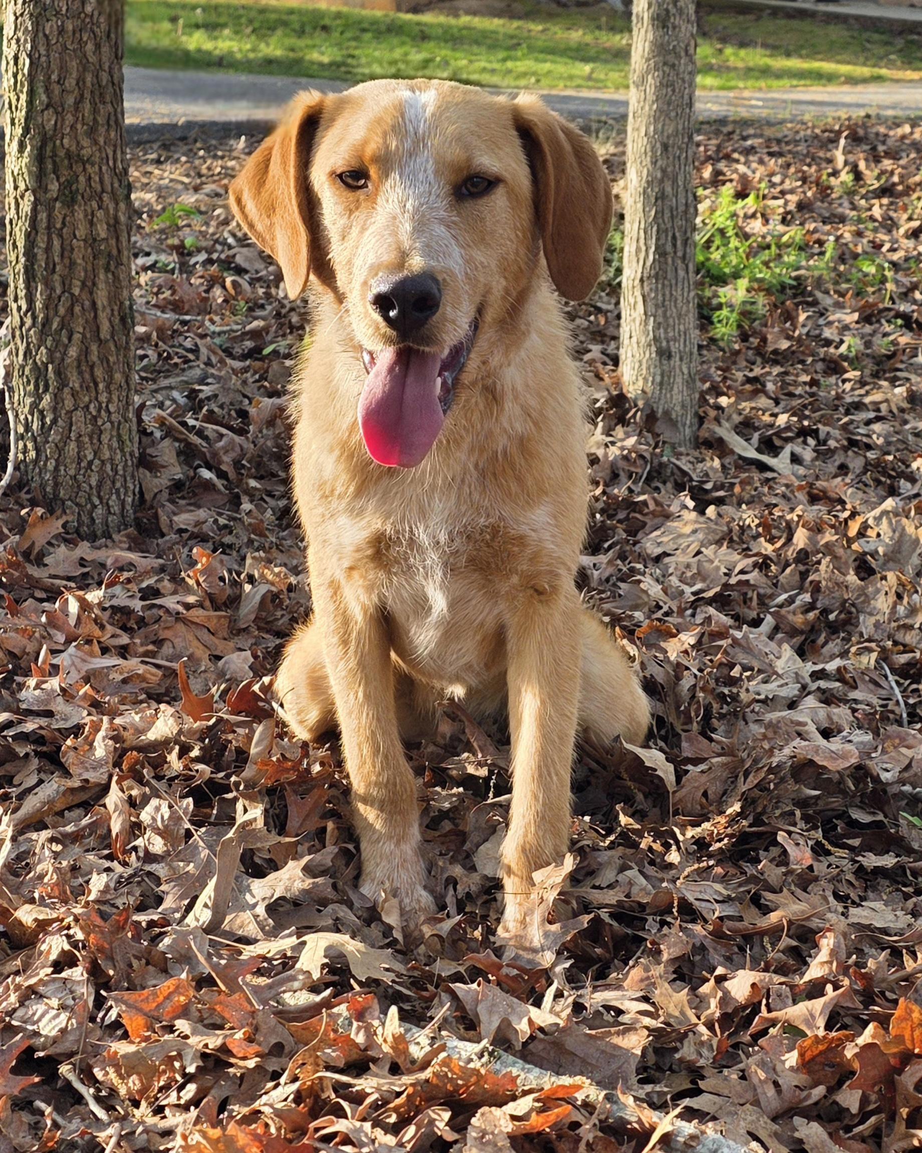 Pierre, a ADOPTABLE mixed breed in Dallas, GA image 1/3