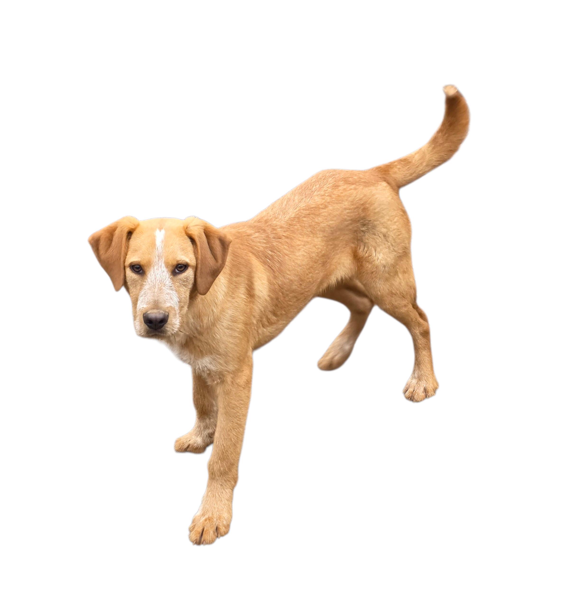 Pierre, ADOPTABLE, Young Male Airedale Terrier.