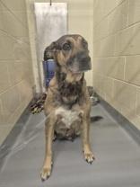 Joy, ADOPTABLE, Adult Female Shepherd.