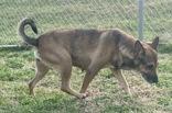 Enlarge Joy, an adopted Shepherd in Glasgow, KY image 2/2