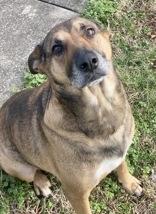 Enlarge Joy, an adopted Shepherd in Glasgow, KY image 1/2