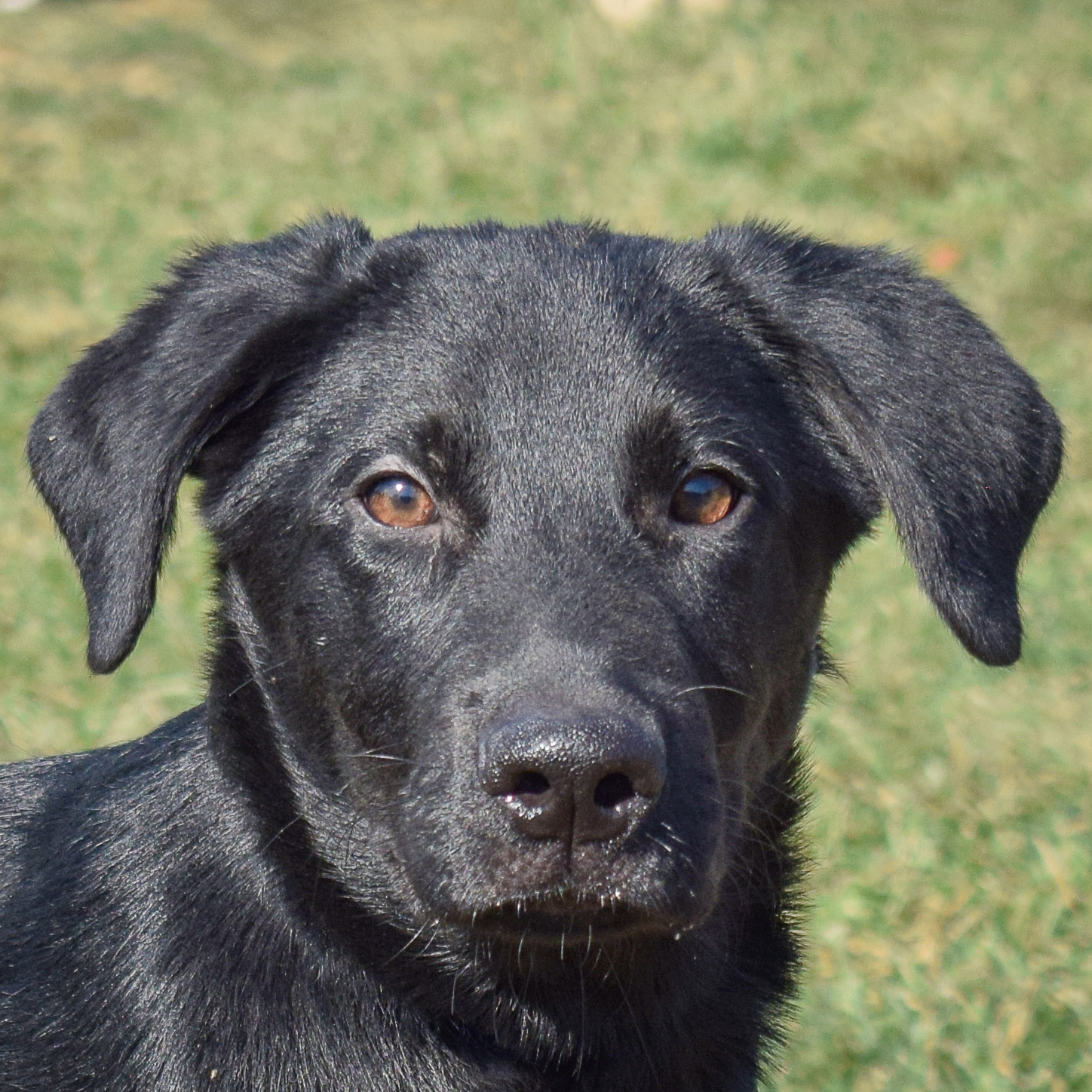 Dog for adoption Abel, a Black Labrador Retriever Mix in Huntley, IL