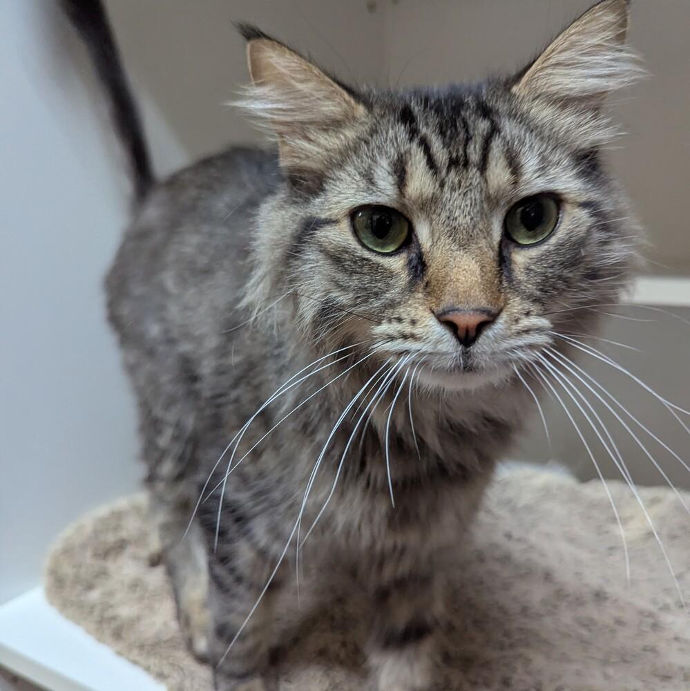 Edward, Adoptable, Adult Male Domestic Medium Hair.