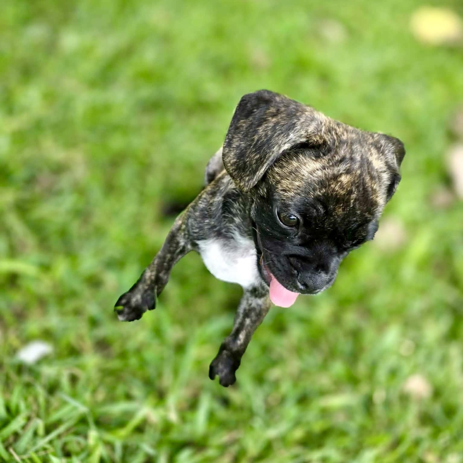 Strudel, an adopted mixed breed in Baytown, TX image 5/5