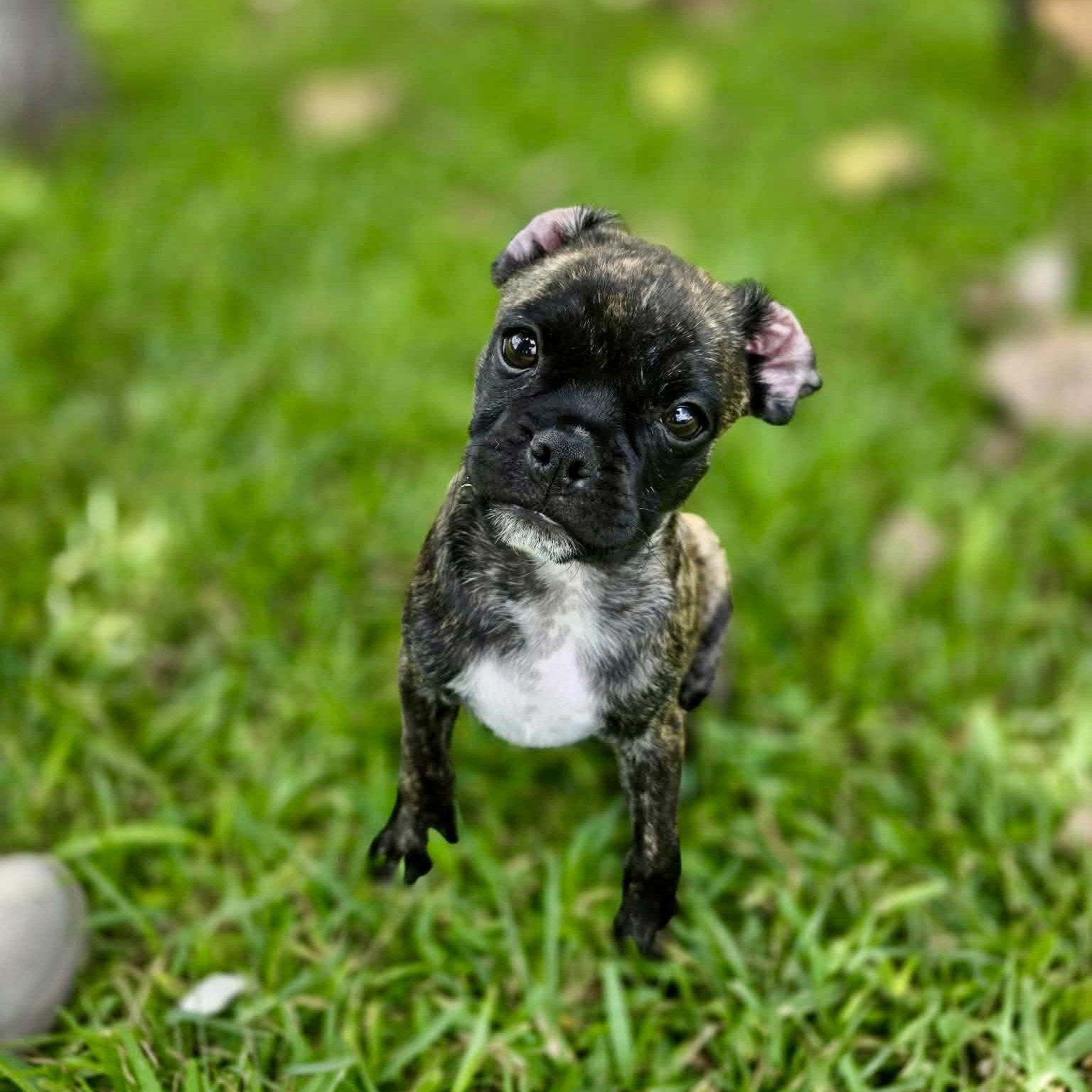 Strudel, an adopted mixed breed in Baytown, TX image 4/5