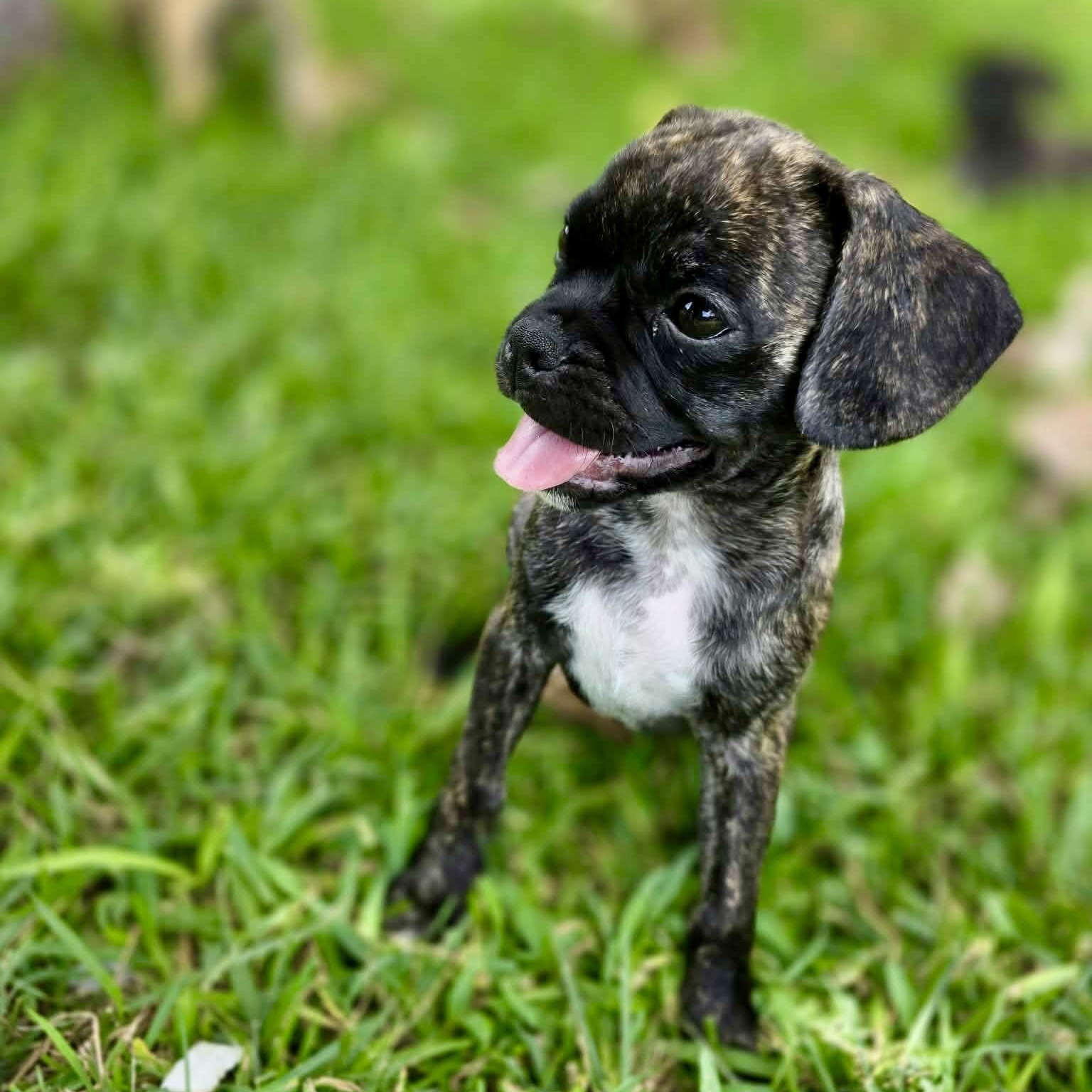 Strudel, an adopted mixed breed in Baytown, TX image 2/5