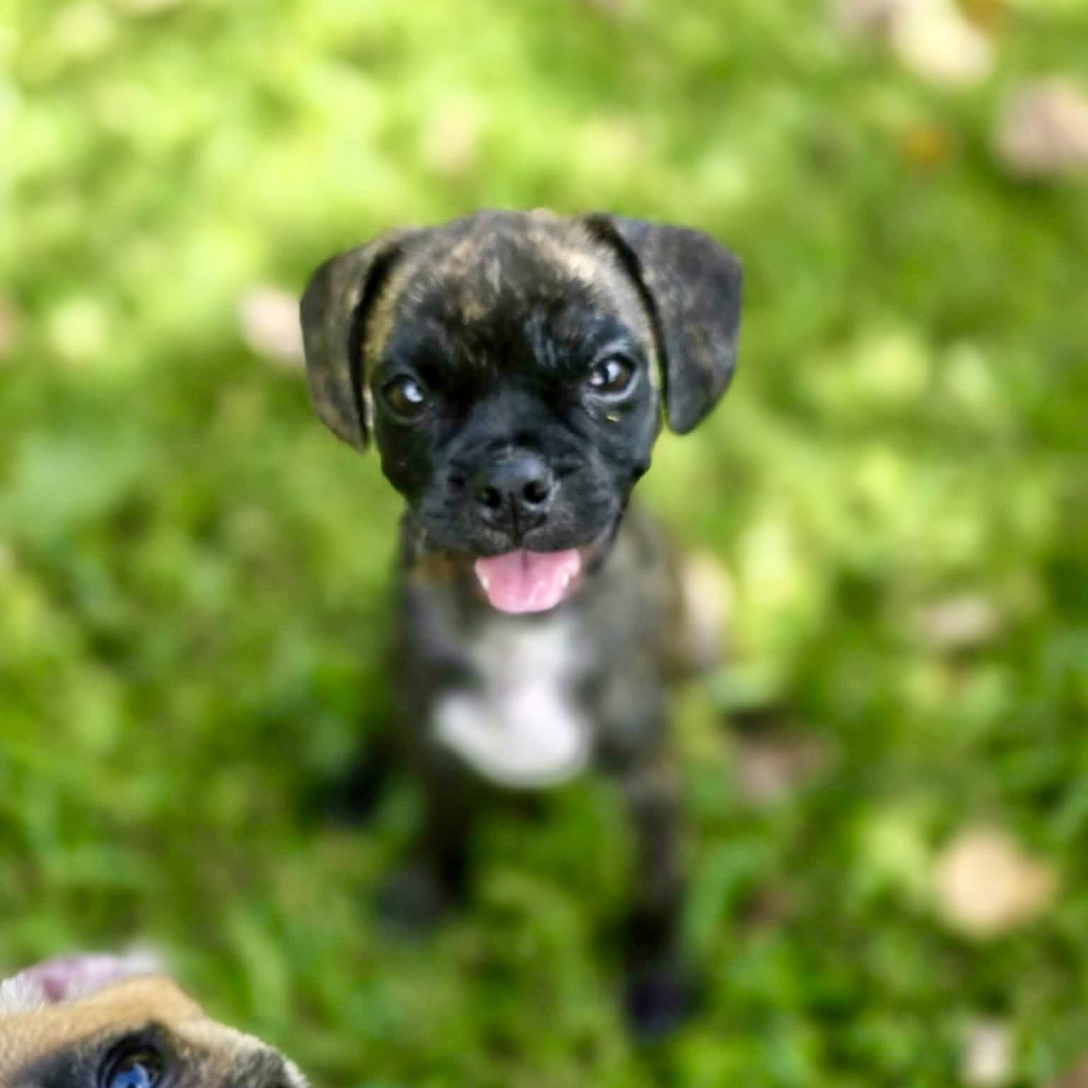 Strudel, an adopted mixed breed in Baytown, TX image 1/5