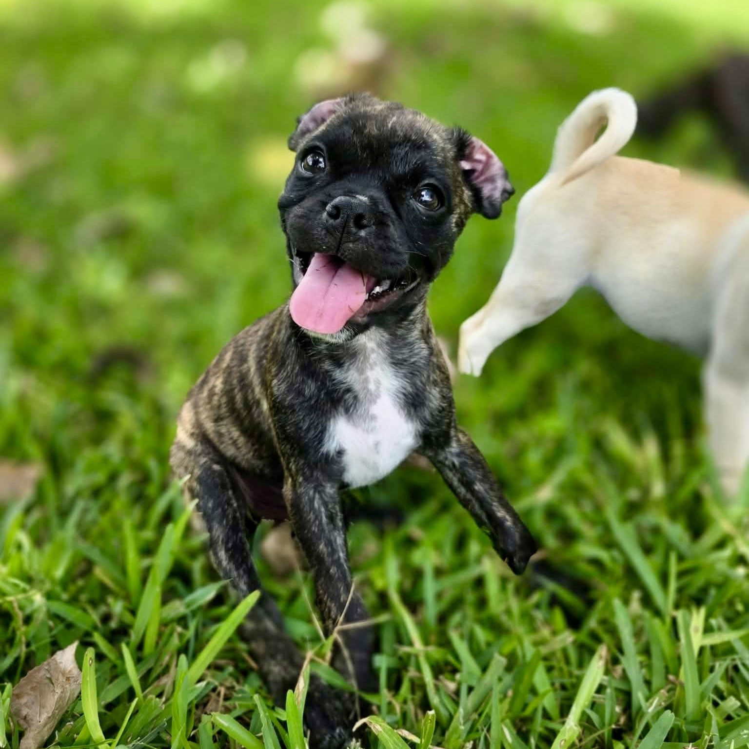Strudel, an adopted mixed breed in Baytown, TX image 3/5