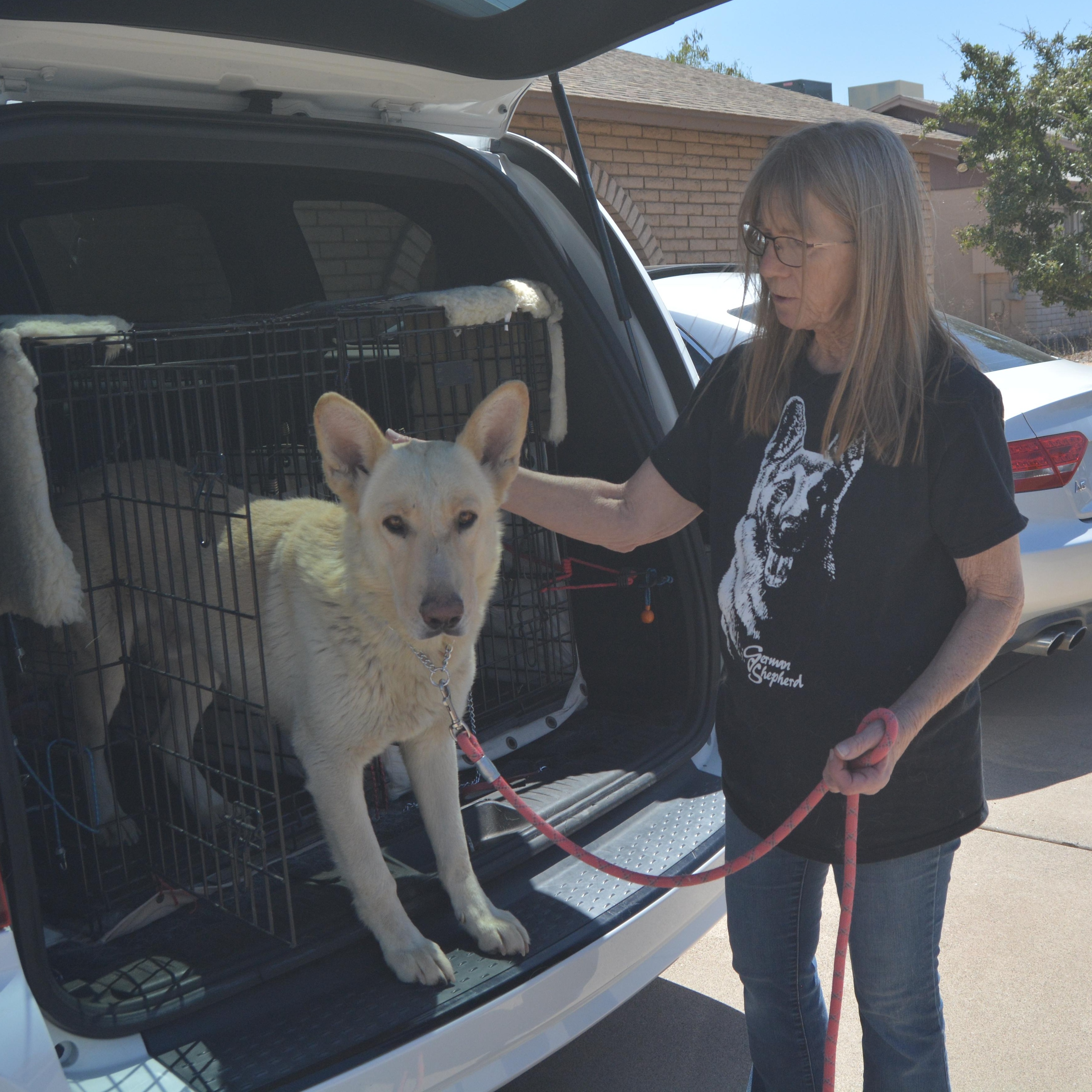 Enlarge Kodiak, a Adoptable German Shepherd Dog in Phoenix, AZ image 3/4
