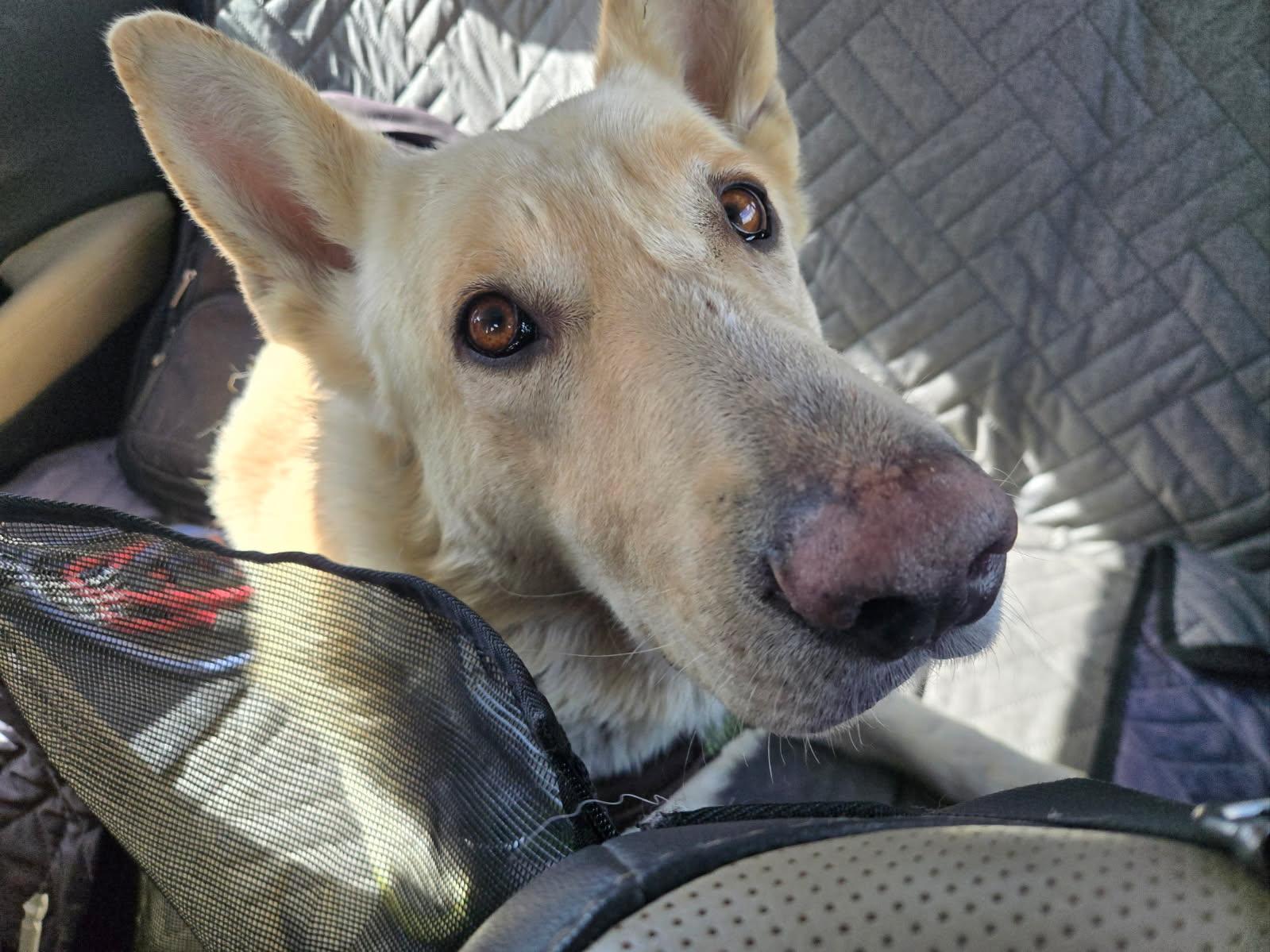 Enlarge Kodiak, a Adoptable German Shepherd Dog in Phoenix, AZ image 2/4