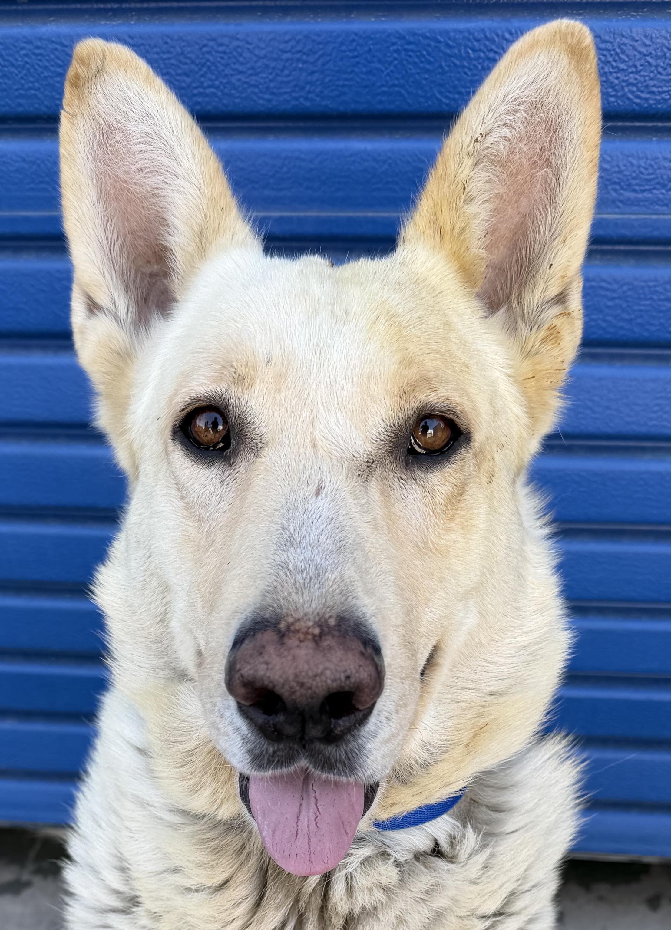 Enlarge Kodiak, a Adoptable German Shepherd Dog in Phoenix, AZ image 1/4
