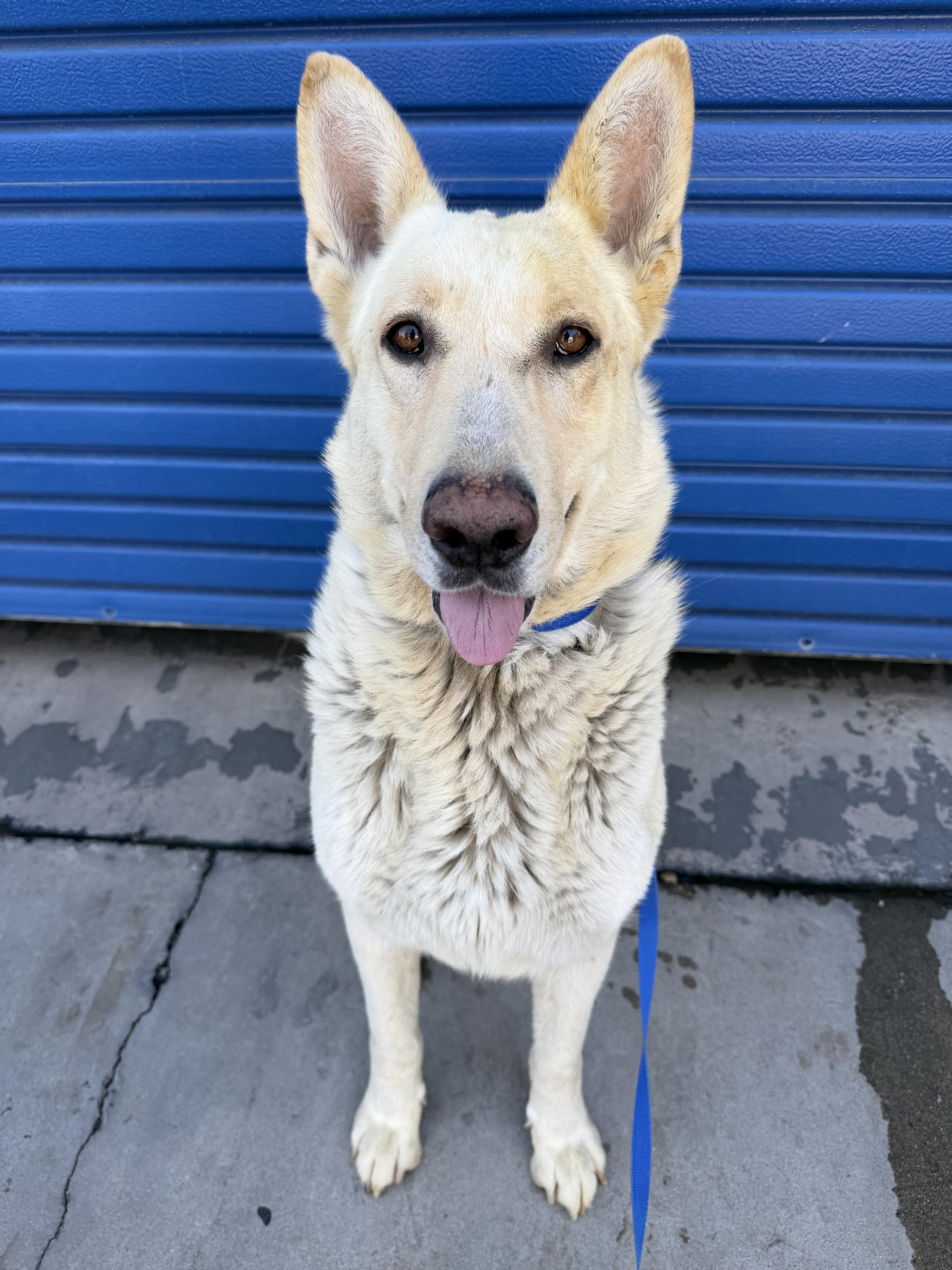 Enlarge Kodiak, a Adoptable German Shepherd Dog in Phoenix, AZ image 4/4