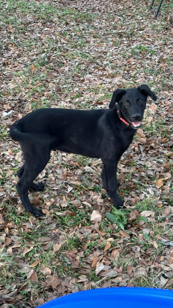 Vidar, a Adoptable mixed breed in Gilmer, TX image 2/4