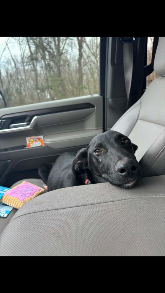 Vidar, a Adoptable mixed breed in Gilmer, TX image 3/4