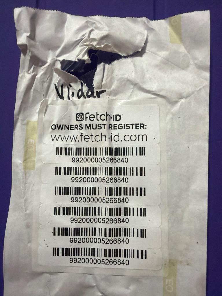 Vidar, a Adoptable mixed breed in Gilmer, TX image 4/4