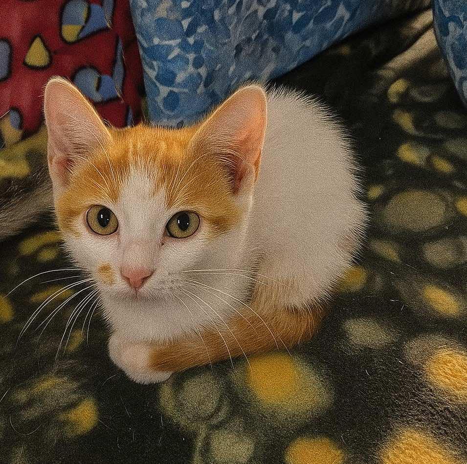 Avery (BONDED with Fin), a Adoptable Turkish Van in Houston, TX image 5/6