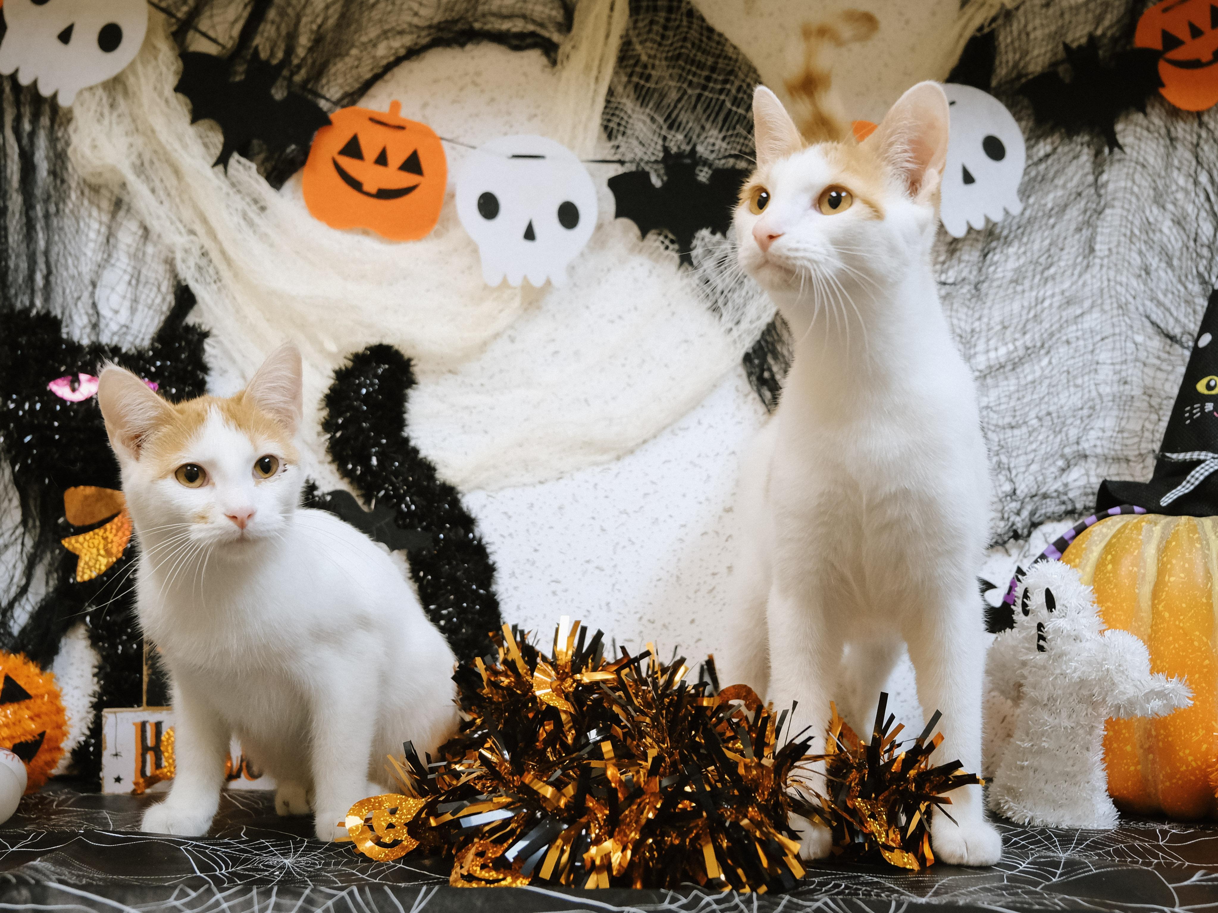 Avery (BONDED with Fin), a Adoptable Turkish Van in Houston, TX image 4/6