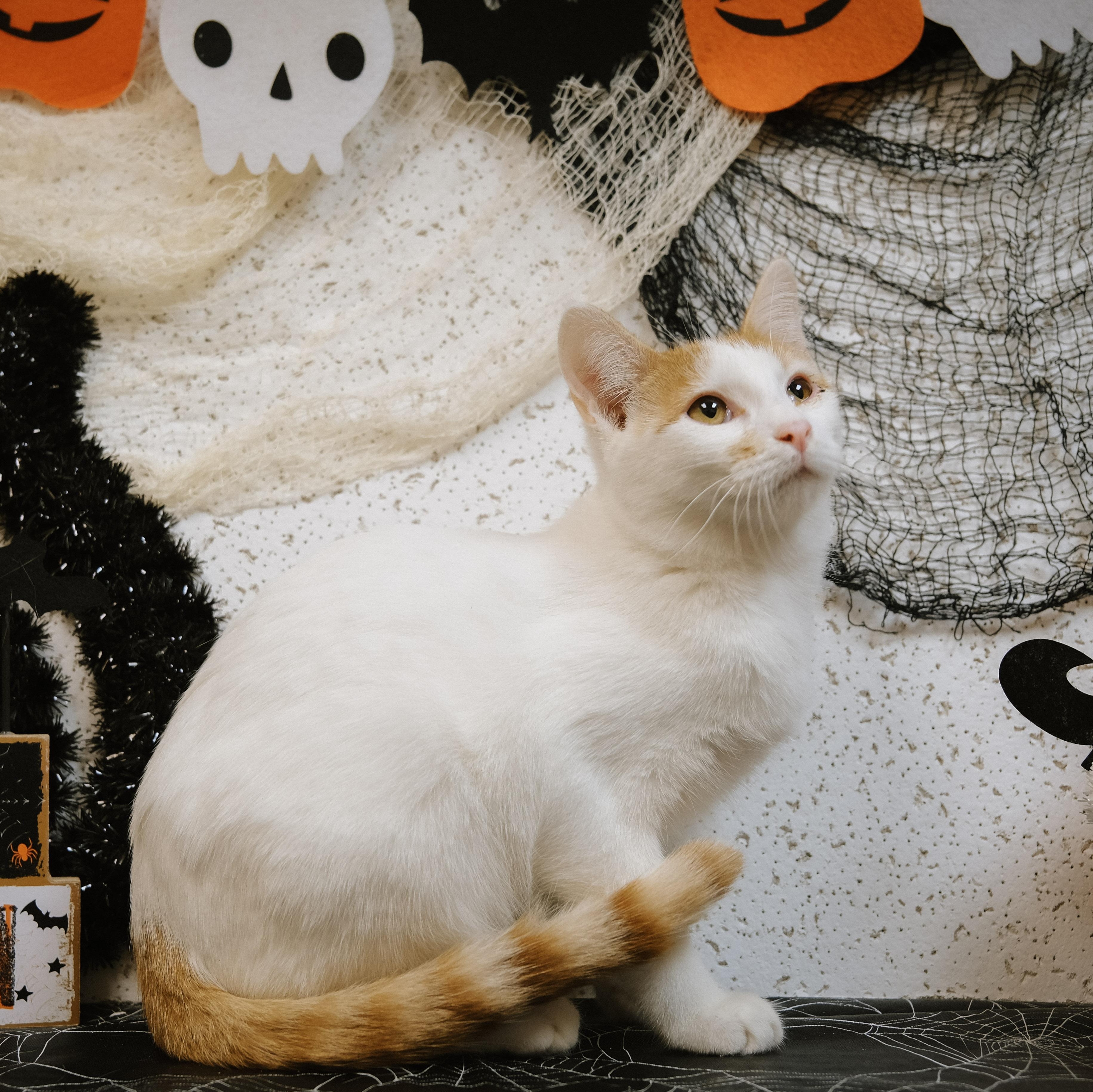 Avery (BONDED with Fin), a Adoptable Turkish Van in Houston, TX image 2/6