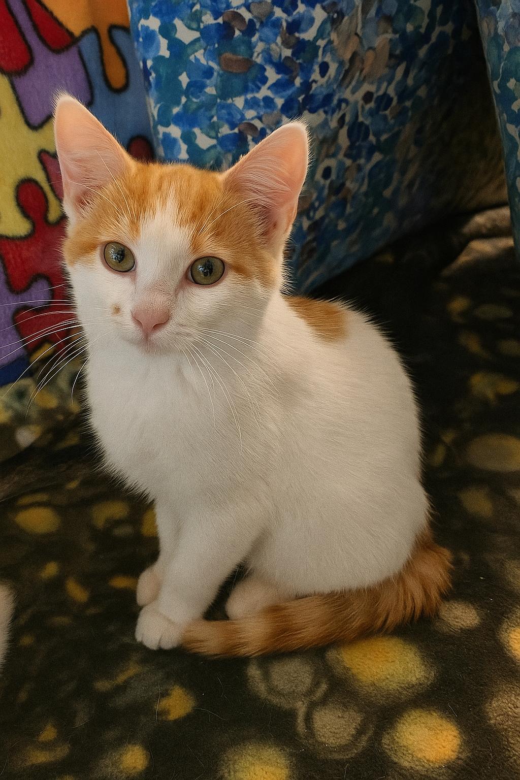 Avery (BONDED with Fin), a Adoptable Turkish Van in Houston, TX image 6/6