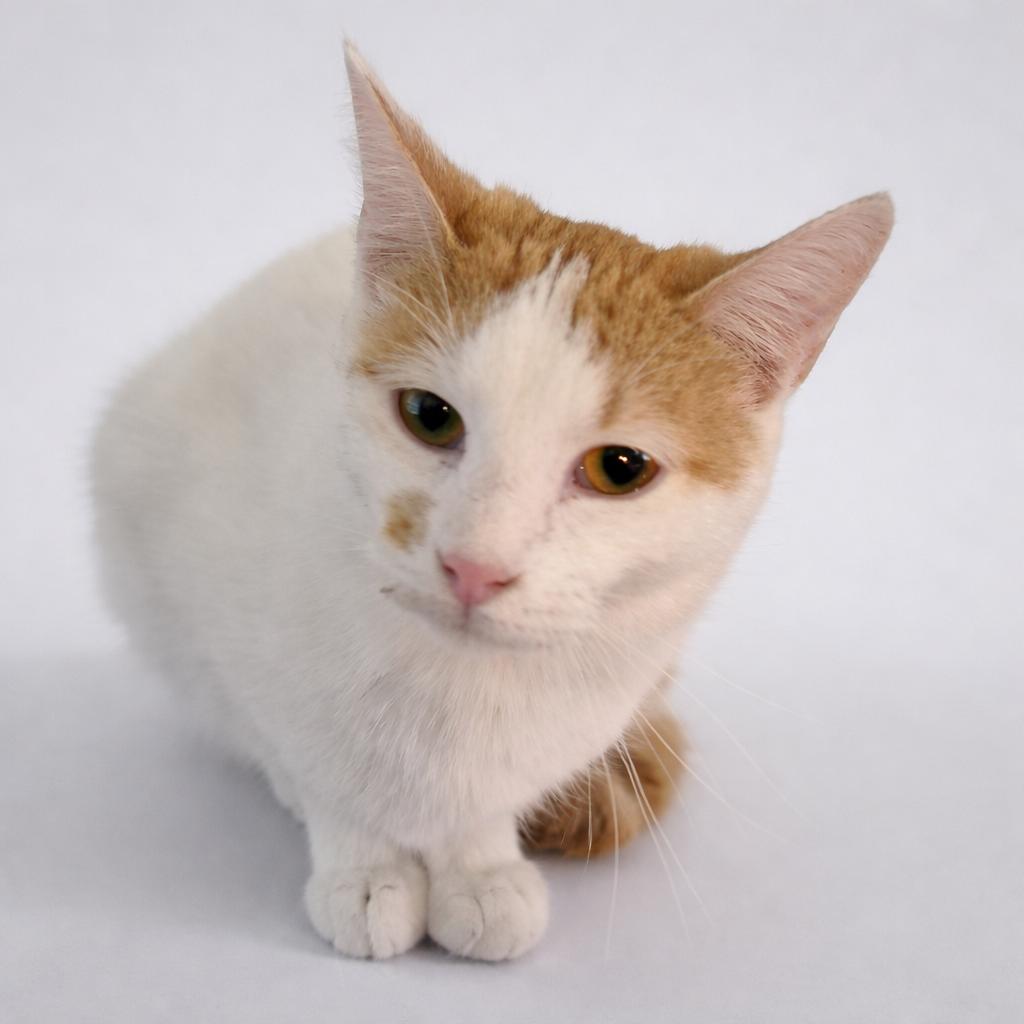 Avery (BONDED with Fin), Adoptable, Kitten Male Turkish Van.