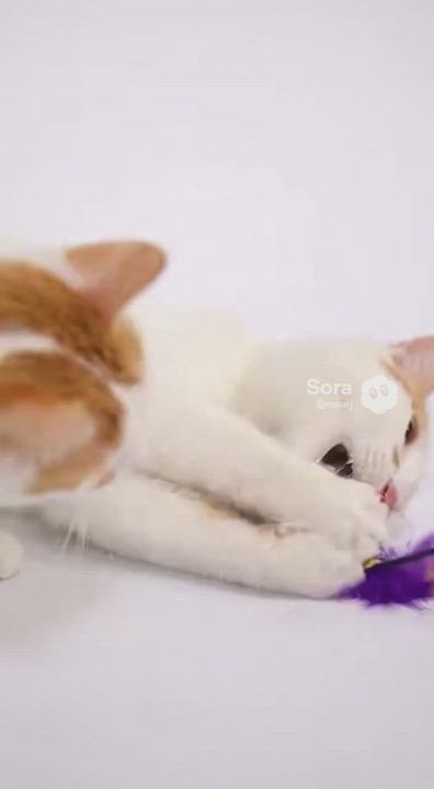 Enlarge Avery (BONDED with Fin), a Adoptable Turkish Van in Houston, TX video 2/4