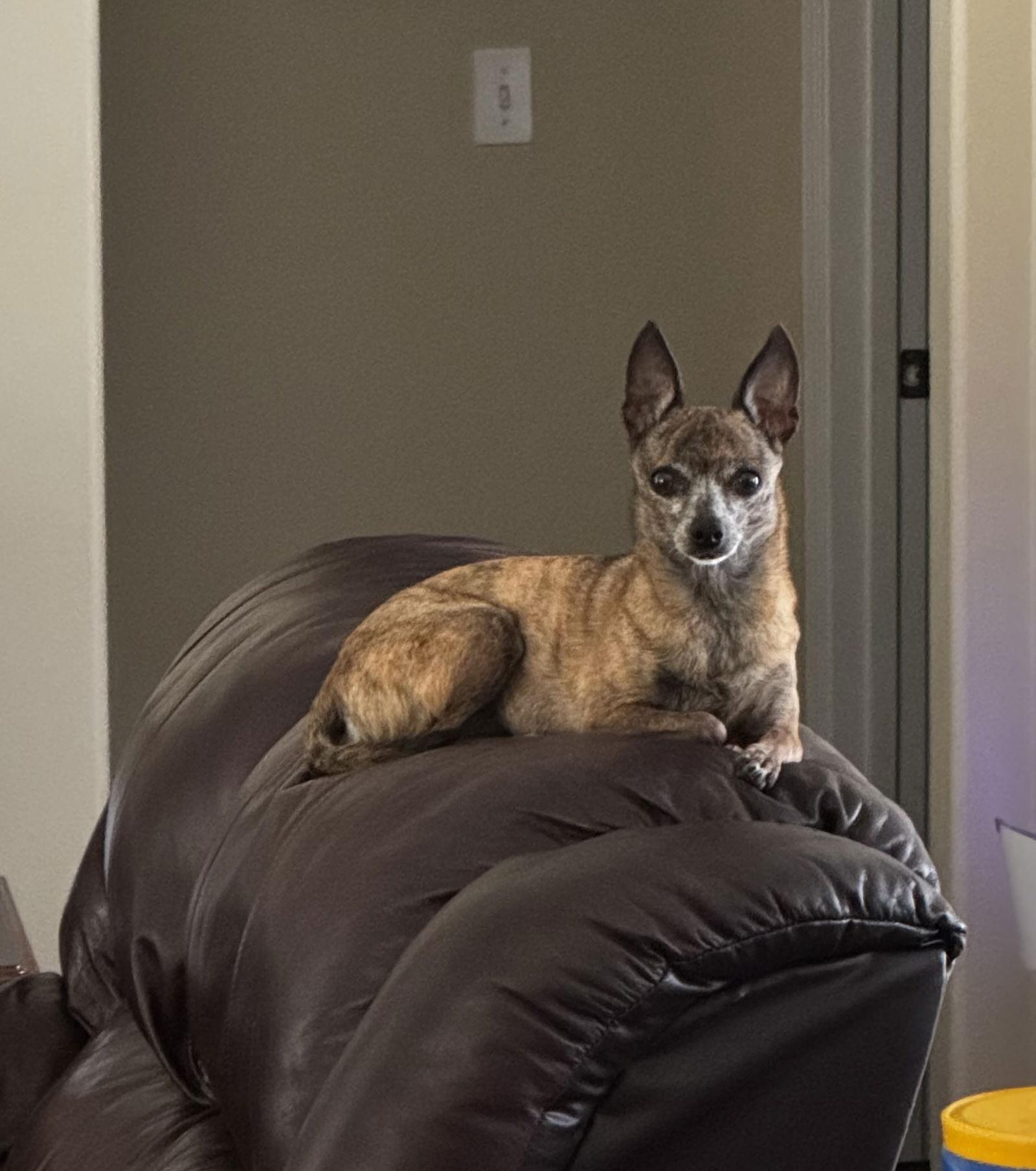 Chica, Adoptable, Senior Female Chihuahua.