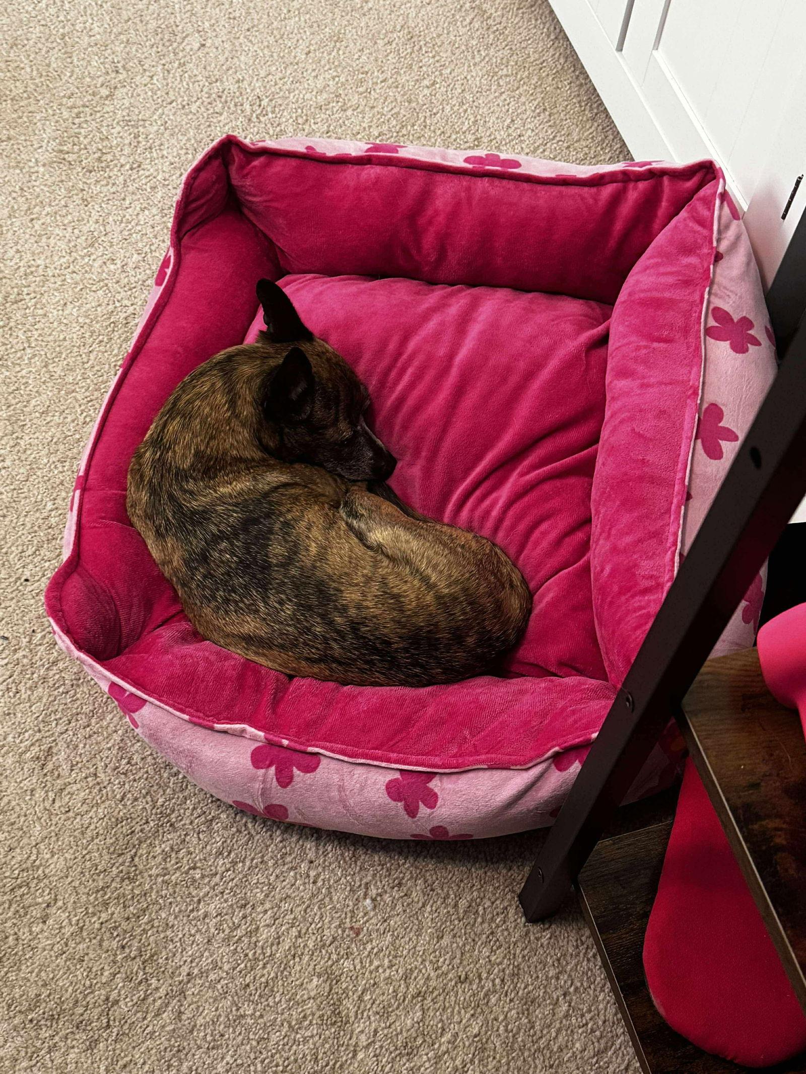 Chica, Adoptable, Senior Female Chihuahua.