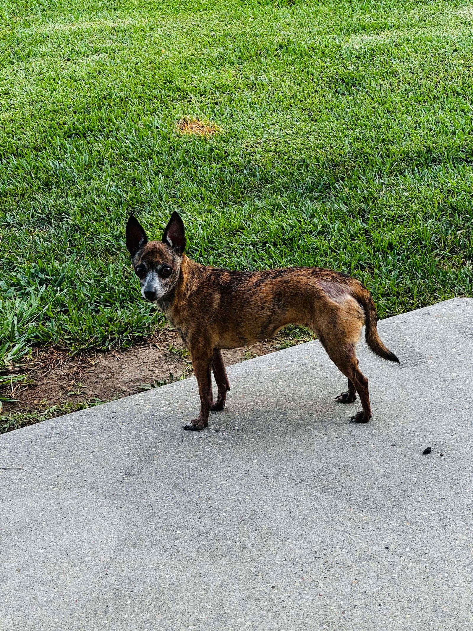 Enlarge Chica, a Adoptable Chihuahua in Gulfport, MS image 2/3