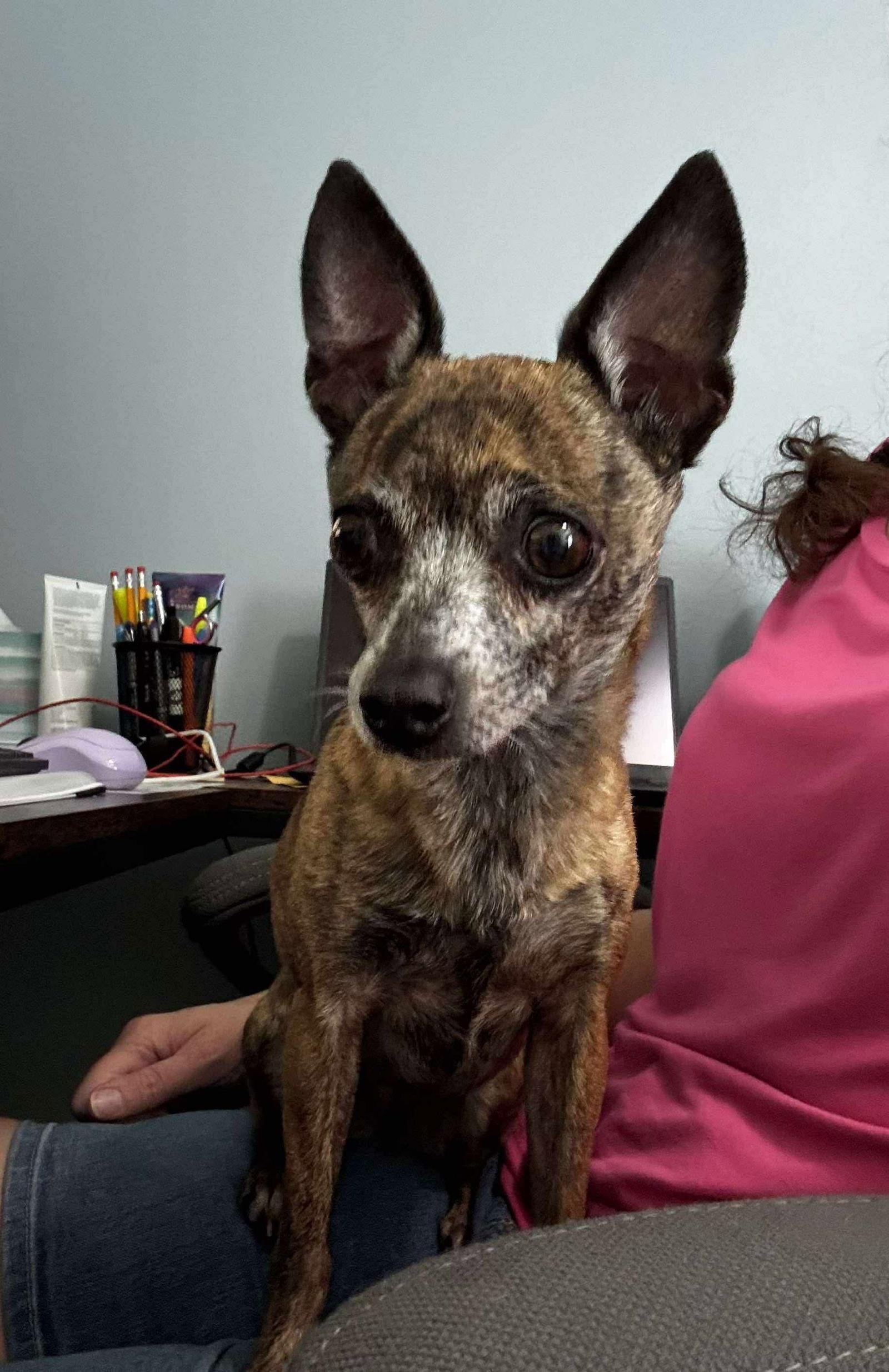 Enlarge Chica, a Adoptable Chihuahua in Gulfport, MS image 3/3