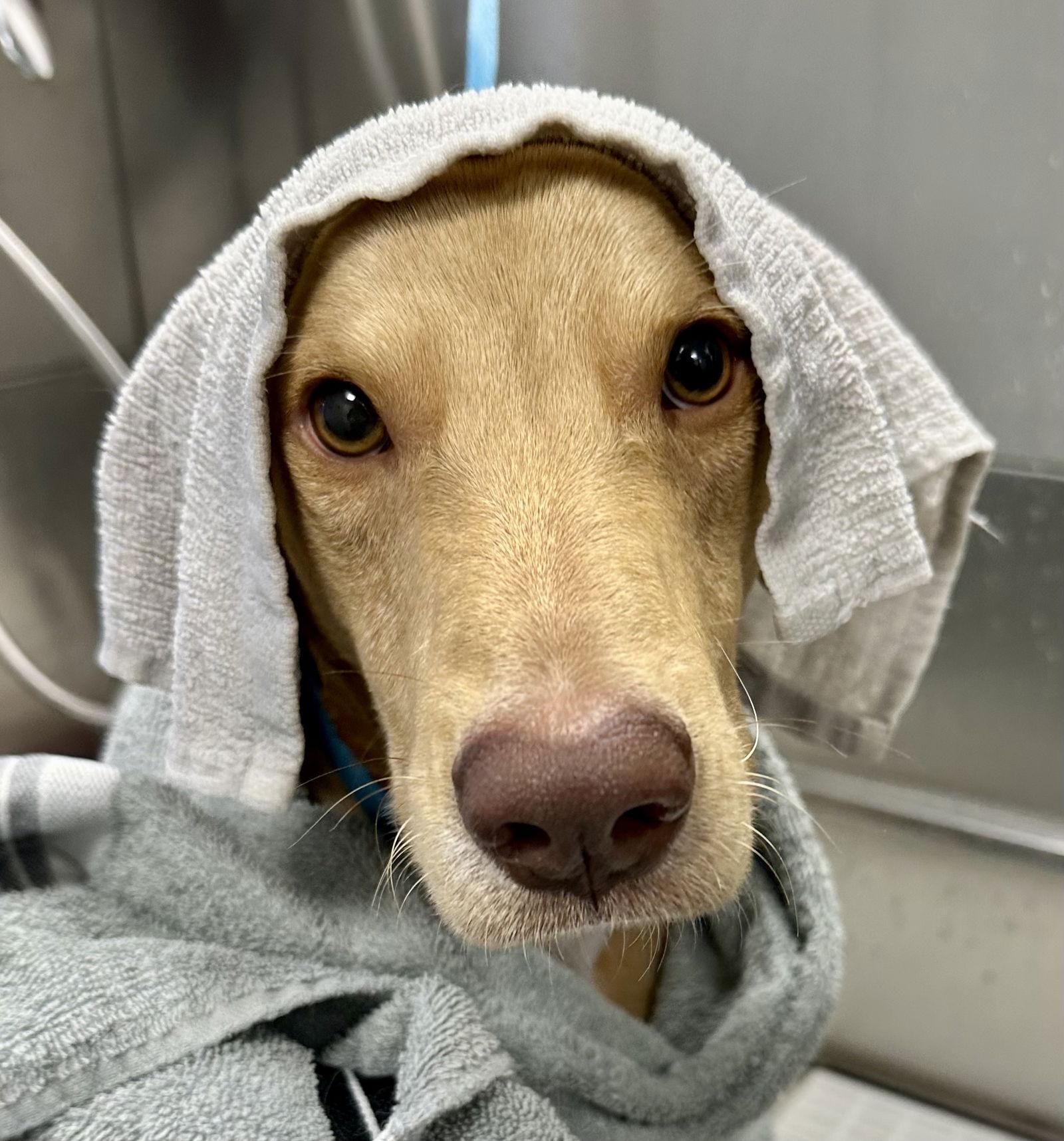 Enlarge Dante, a Adopted Labrador Retriever in Lake Hopatcong, NJ image 2/3