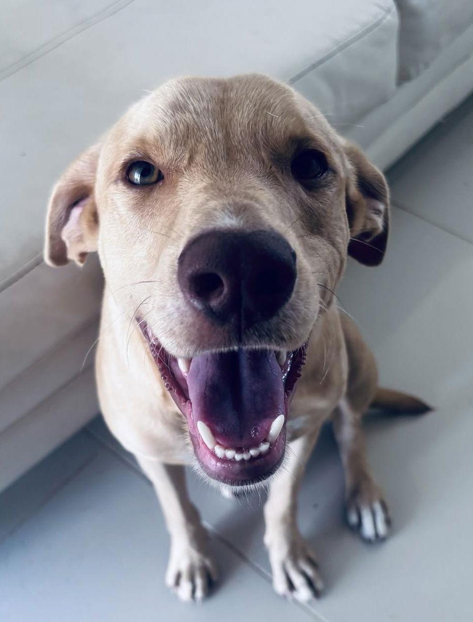 Enlarge Dante, a Adopted Labrador Retriever in Lake Hopatcong, NJ image 3/3