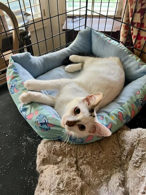 Alex, ADOPTABLE, Young Male Domestic Short Hair.