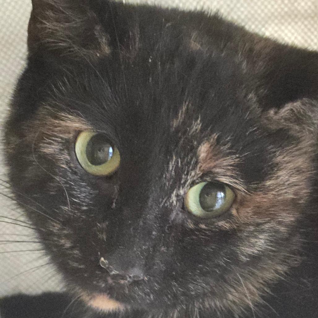 Enlarge Rave, a Adoptable Domestic Short Hair in Corydon, IN image 1/1