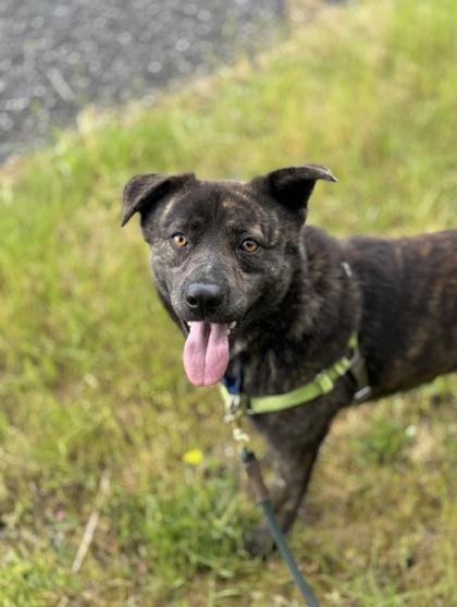Bluey, Adoptable, Adult Male Shepherd & Mixed Breed.