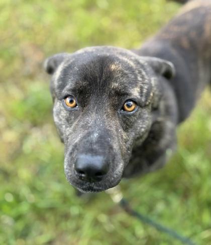 Bluey, a Adoptable mixed breed in Burlington, WA image 2/3