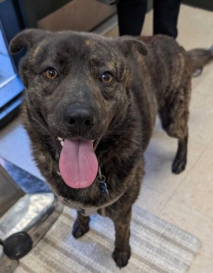 Bluey, a Adoptable mixed breed in Burlington, WA image 3/3