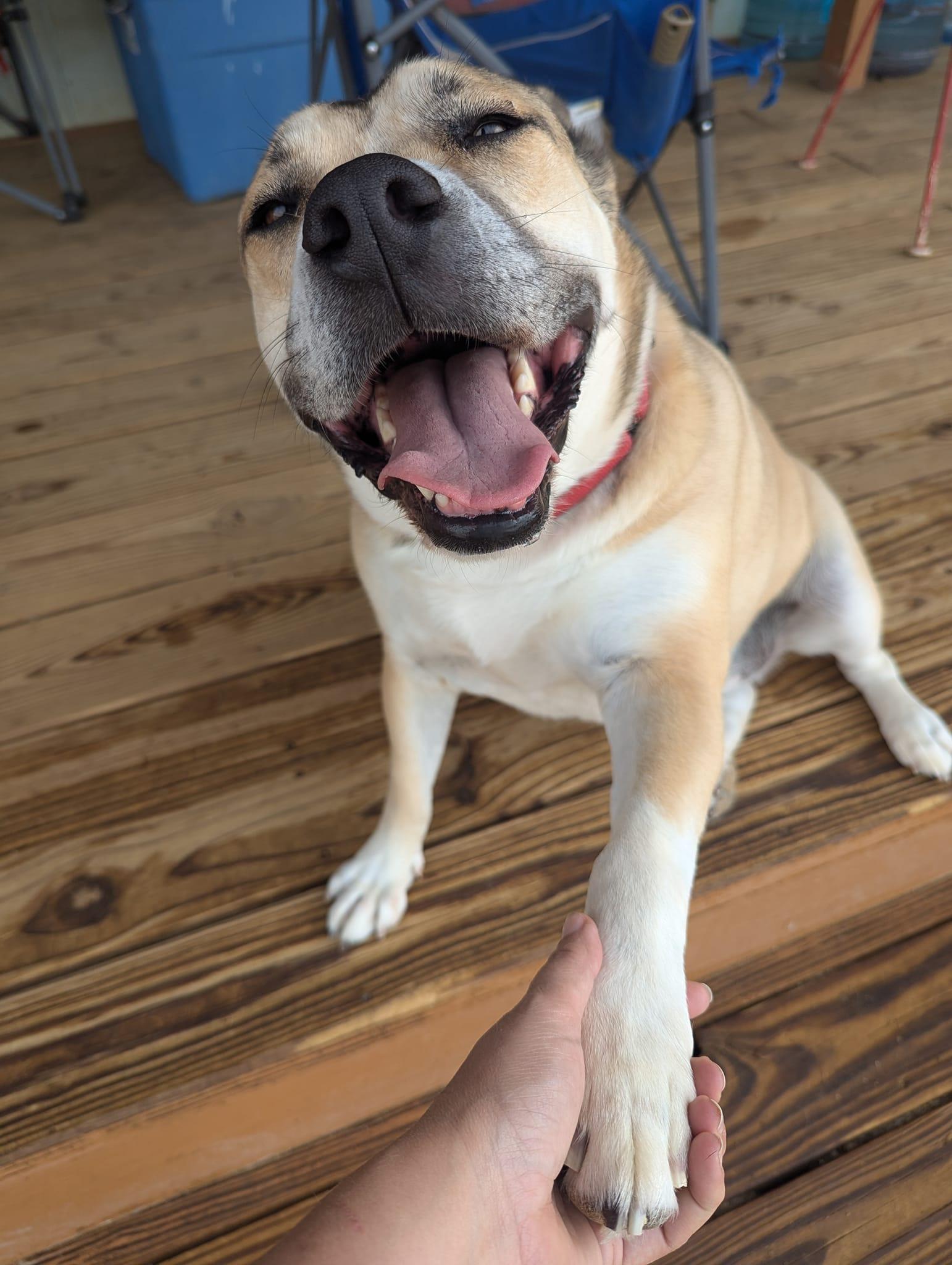 Missy, Adoptable, Adult Female German Shepherd Dog.