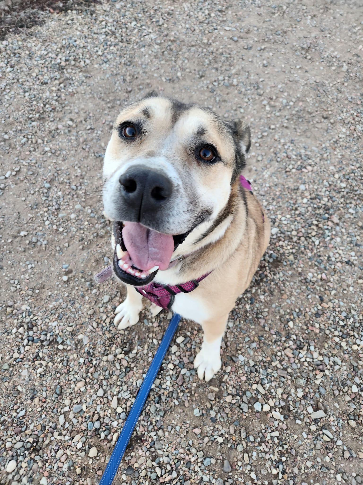 Missy, Adoptable, Adult Female German Shepherd Dog.