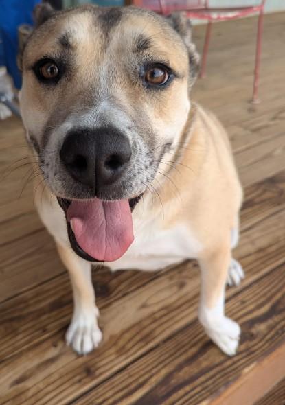 Missy, a Adoptable mixed breed in Colorado Springs, CO image 3/6