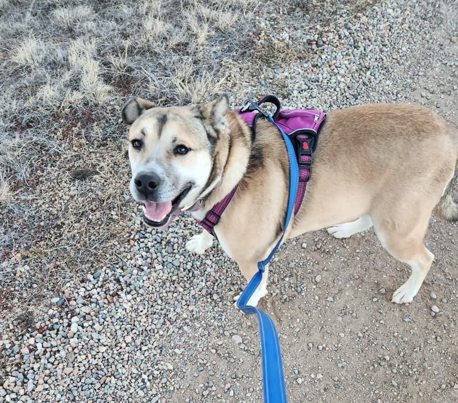 Missy, a Adoptable mixed breed in Colorado Springs, CO image 4/6