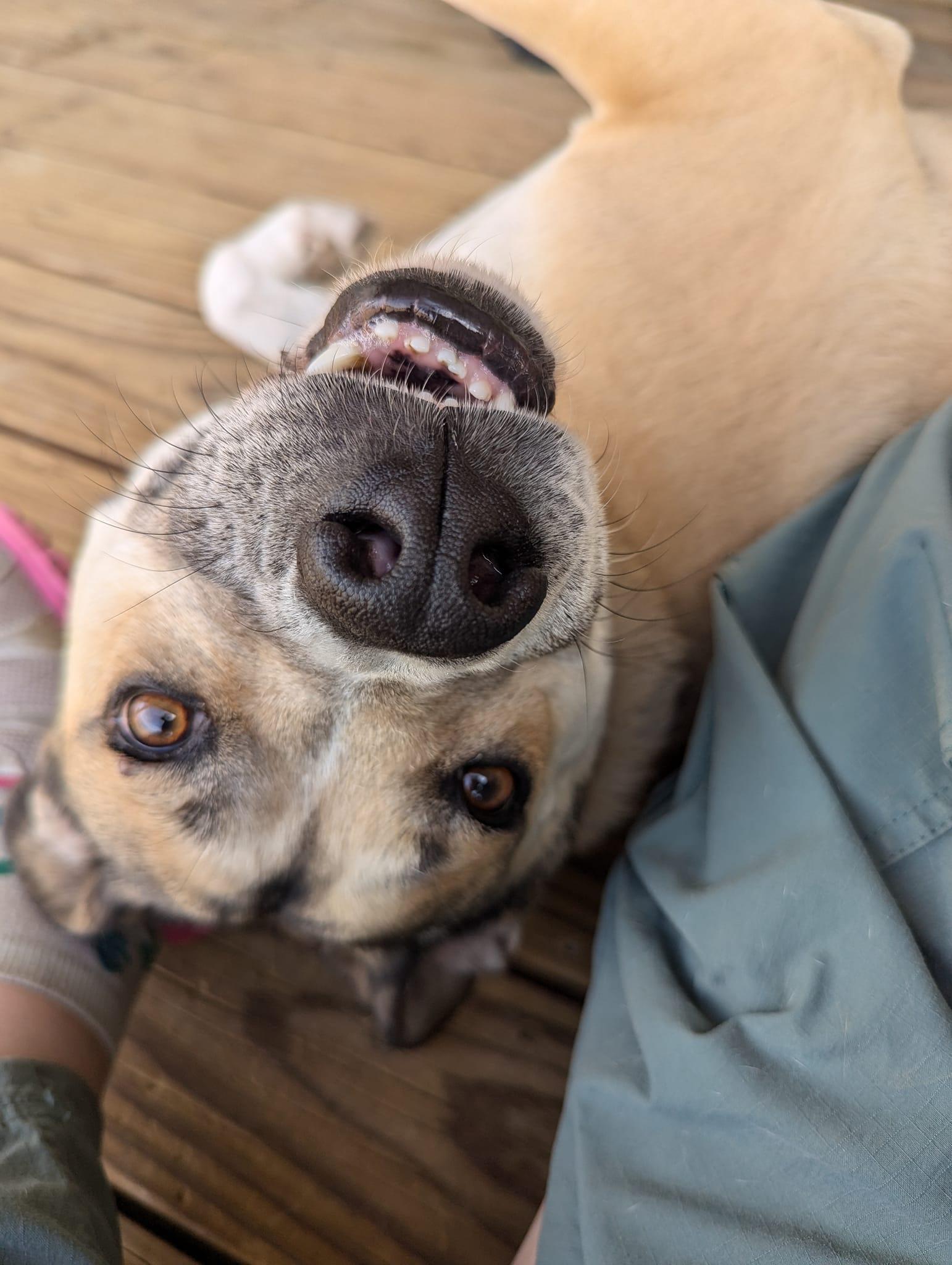 Missy, a Adoptable mixed breed in Colorado Springs, CO image 5/6