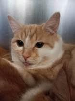 Oyster, Adult Male Domestic Short Hair