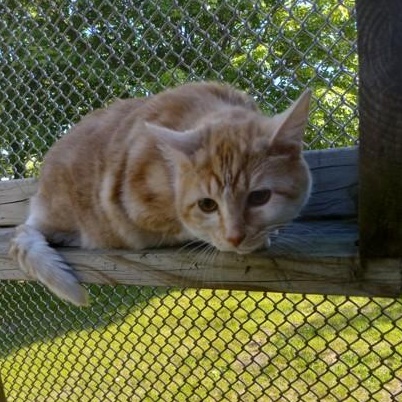 Enlarge Oyster, a Adoptable Domestic Short Hair in Boyne City, MI image 4/4