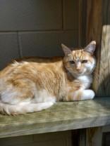 Enlarge Oyster, a Adoptable Domestic Short Hair in Boyne City, MI image 2/4