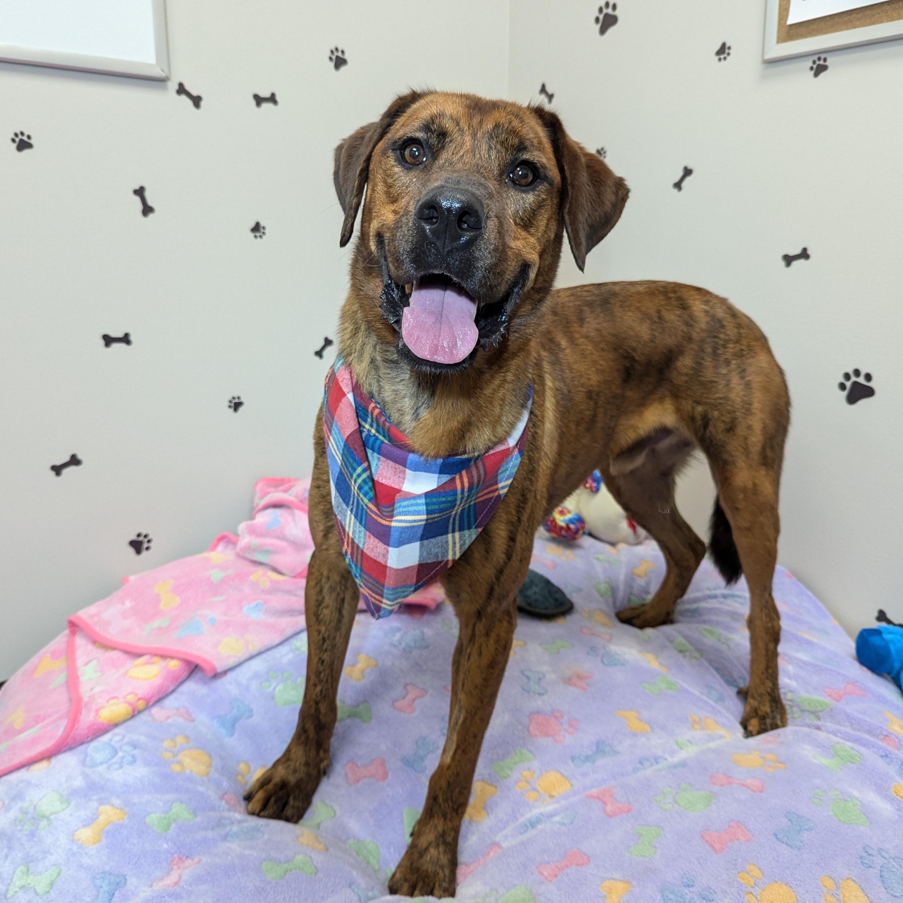 Enlarge Meka, a Adoptable mixed breed in Mountain Home, ID image 2/6