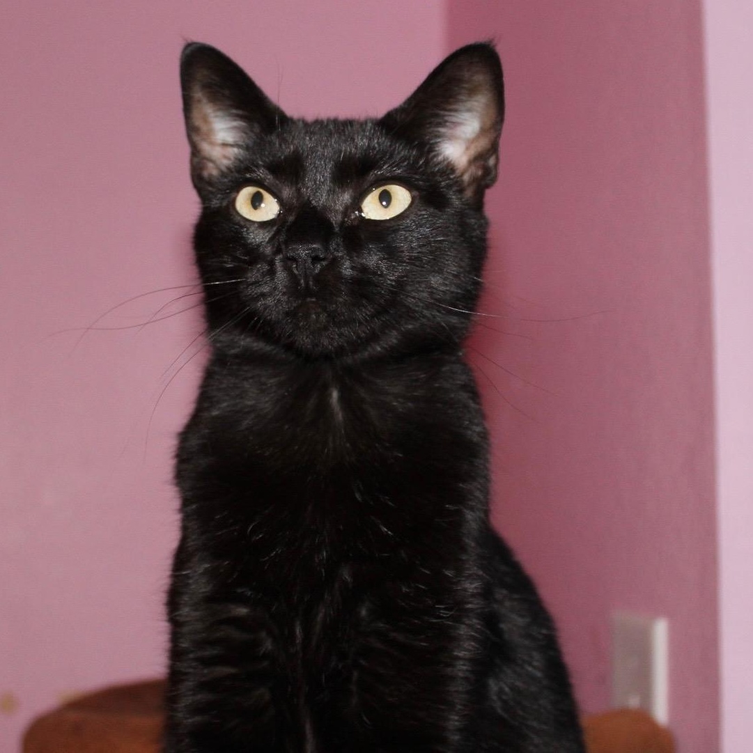 Heidy Noir, Baby Female Bombay